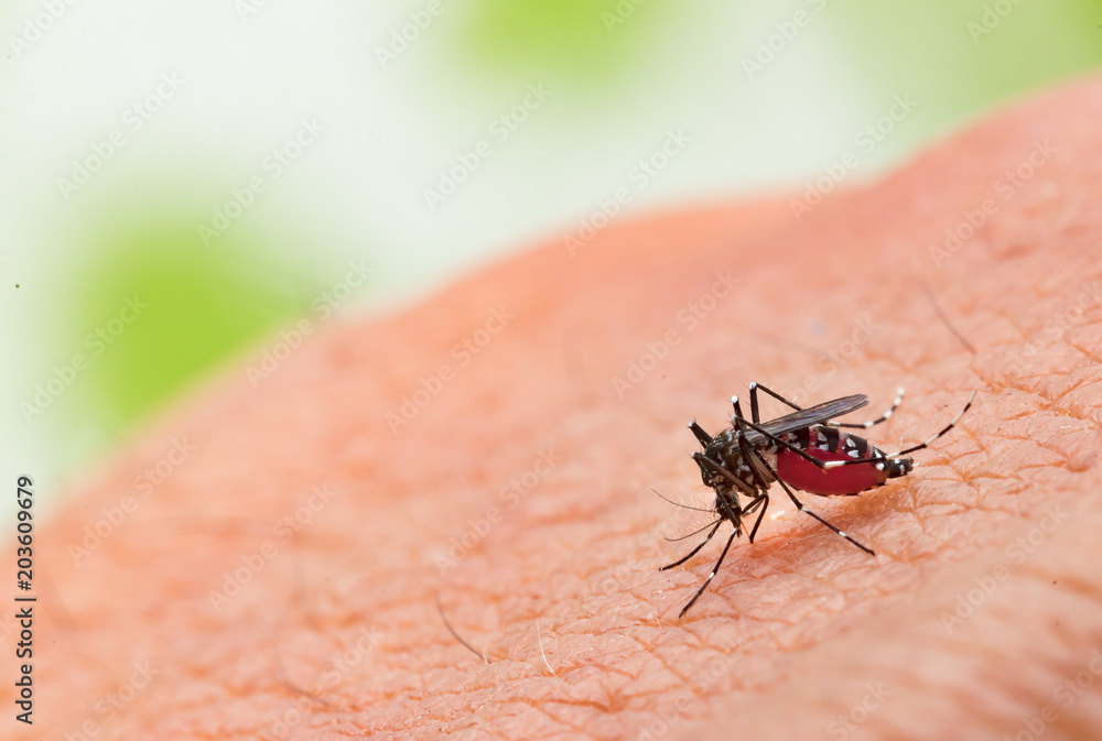 Aedes aegypti Mosquito. Close up a Mosquito sucking human blood,Mosquito Vector-borne diseases,Chikungunya.Dengue fever.Rift Valley fever.Yellow fever.Zika.Mosquito on skin Aedes aegypti Mosquito. Close up a Mosquito sucking human blood,Mosquito Vector-borne diseases,Chikungunya.Dengue fever.Rift Valley fever.Yellow fever.Zika.Mosquito on skin