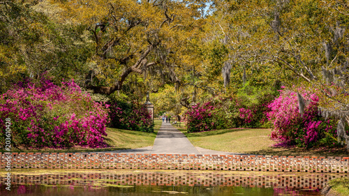 Azalea Garden in Spring - South Carolina with Live Oaks photo