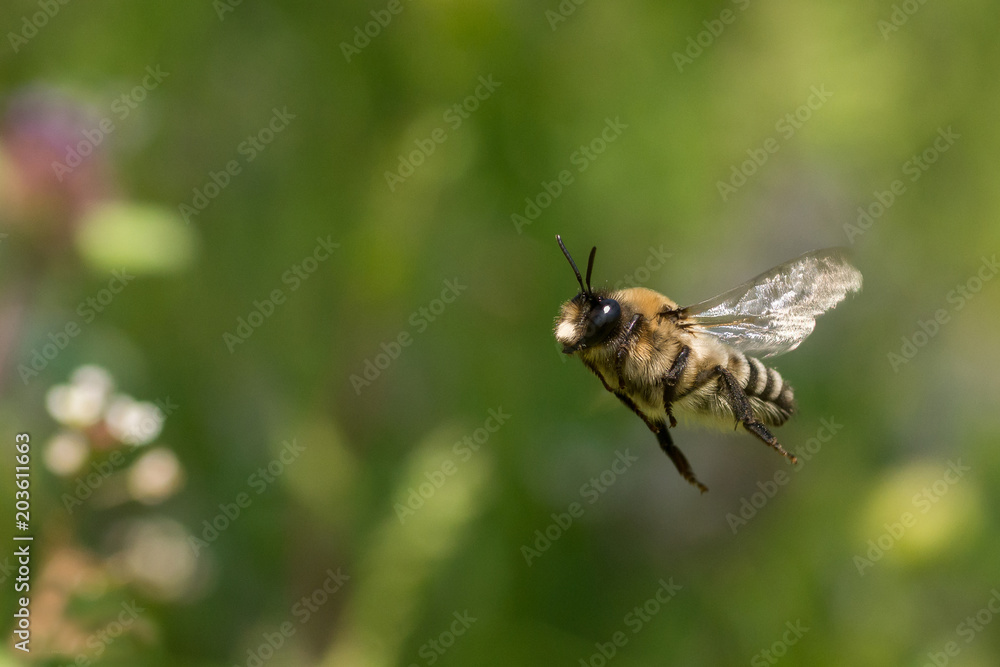 Abeja (Caupolicana hirsuta) volando en verde. Abeja (Caupolicana hirsuta) volando en verde.