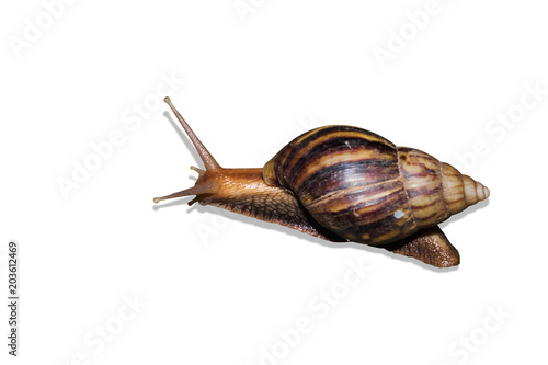 Isolated snail on white background