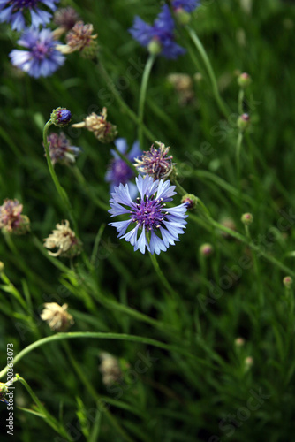 Wallpaper Mural 花 Torontodigital.ca