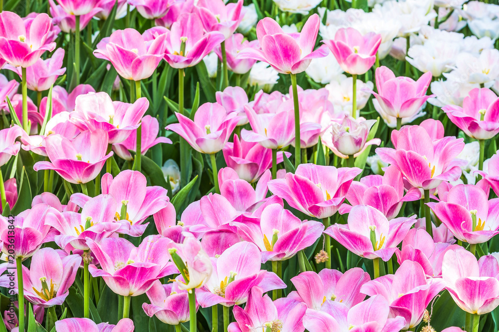 Pink tulips on a flowerbed in the garden.