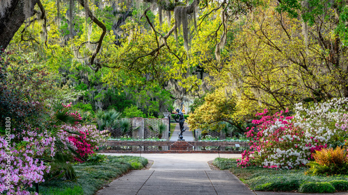 Slika na platnu Azalea Garden in Spring - South Carolina with Live Oaks