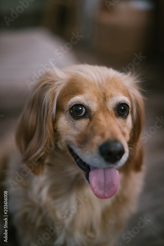 Portrait of golden dachshund mix dog at home © Mike