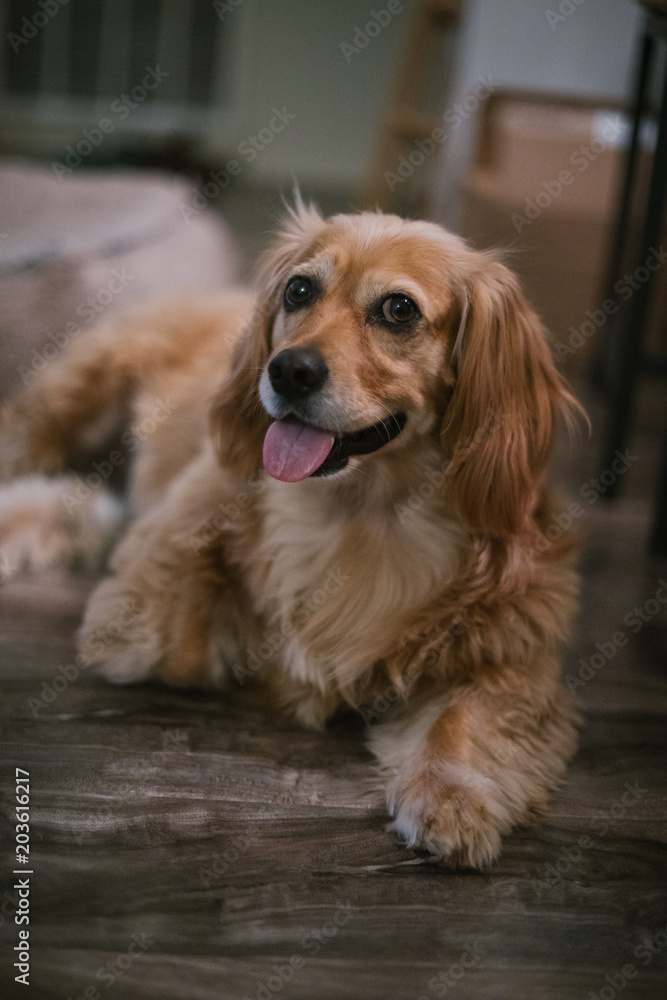 Portrait of golden dachshund mix dog at home