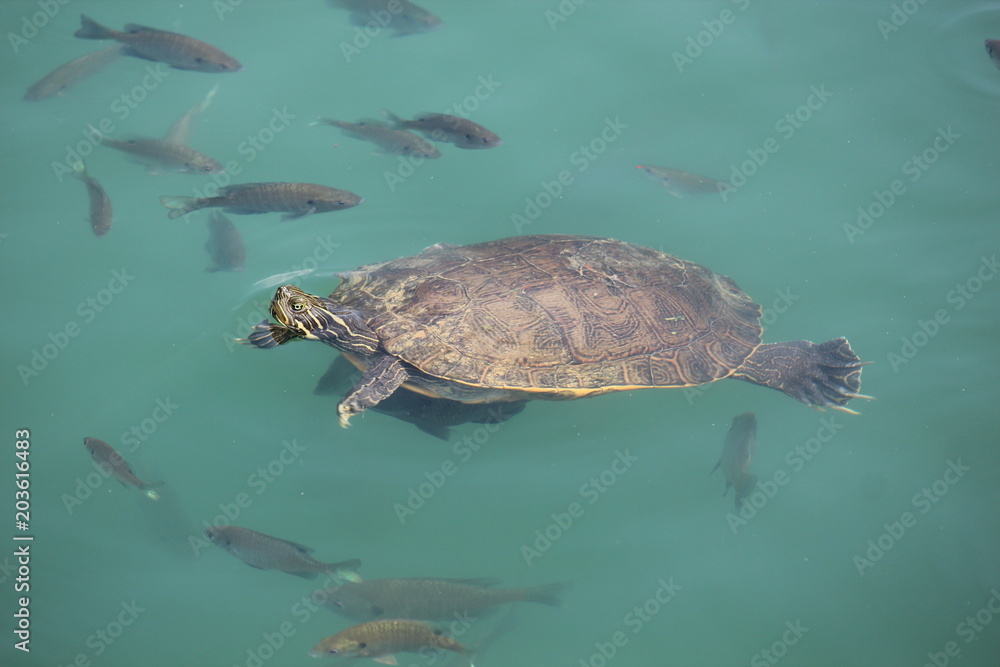 Obraz premium Painted turtle swimming with Bluegill