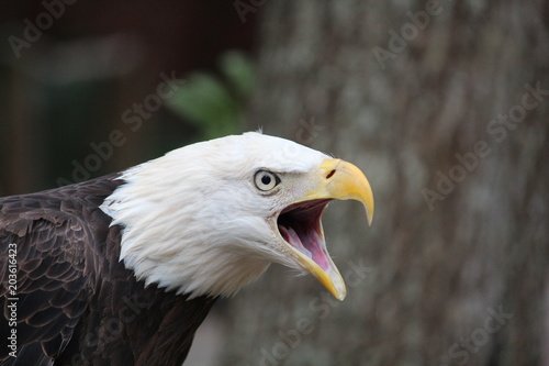 Canvas Print Bald eagle screech