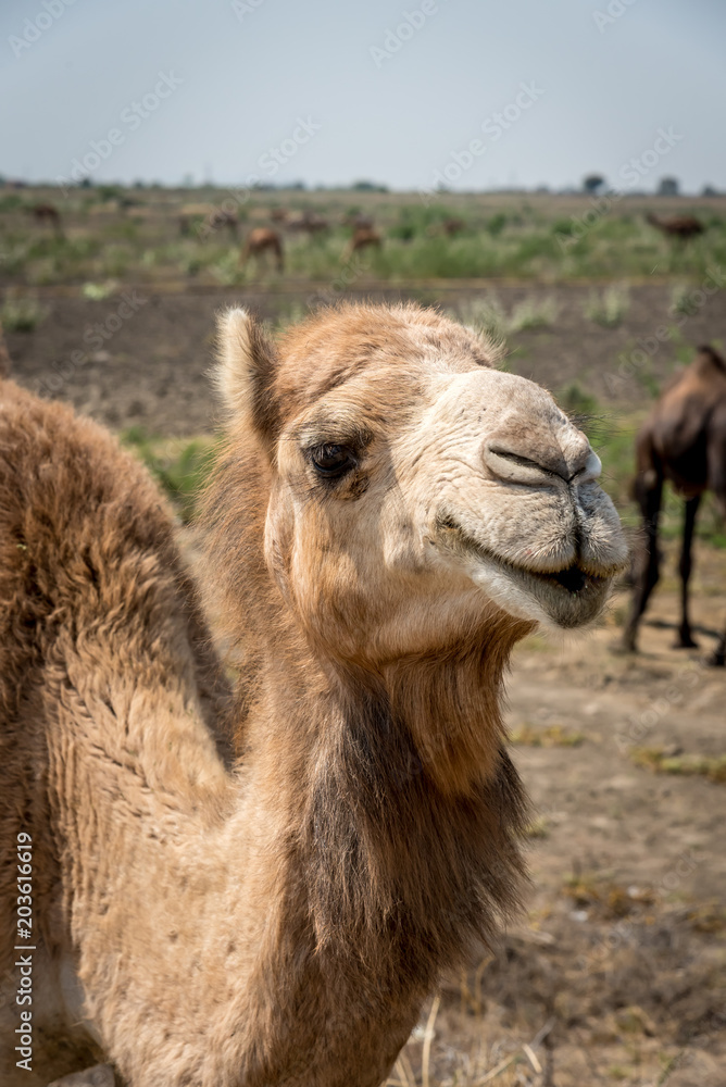 Obraz premium Portrait of an Indian Dromedary Camel Standing in Front of a Herd of Camels in the Thar Desert 