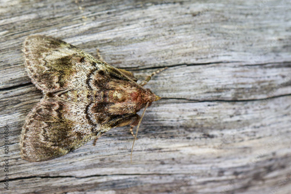 Fototapeta premium Image of Brown Moth (Nannoarctia tripartita) on tree. Insect. Animal.