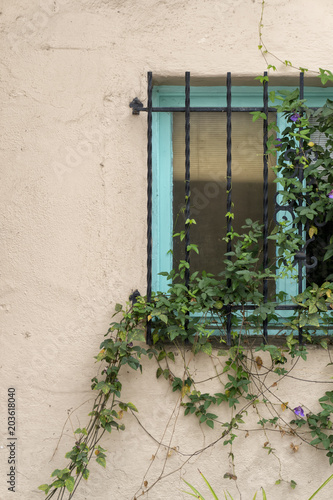 Ivy grows on the iron bars of a window