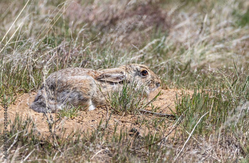 Rabbit crouching in place in short grass prairie at the Rocky Mountain Arsenal National Wildlife Refuge northeast of Denver Colorado Rabbit crouching in place in short grass prairie at the Rocky Mountain Arsenal National Wildlife Refuge northeast of Denver Colorado