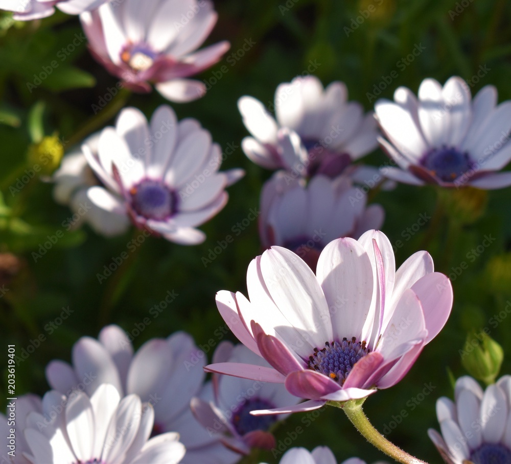 closeup of an african daisy with violet hues closeup of an african daisy with violet hues