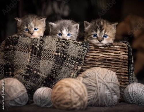 Fototapeta three kittens in a basket