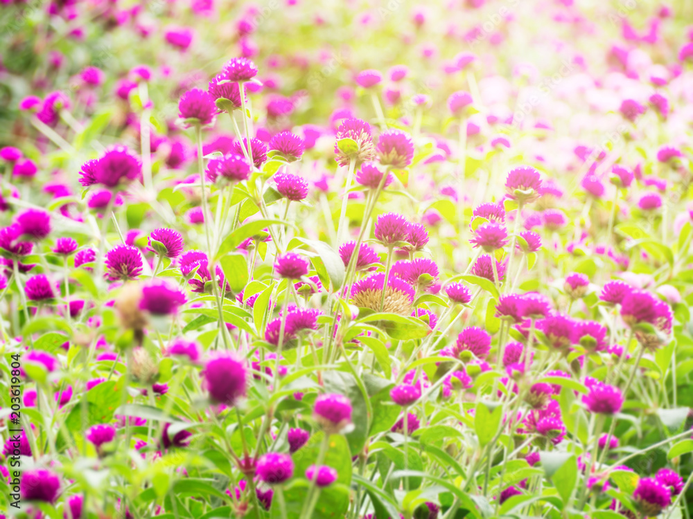 Abstract blur of pink Amaranth flower field for background