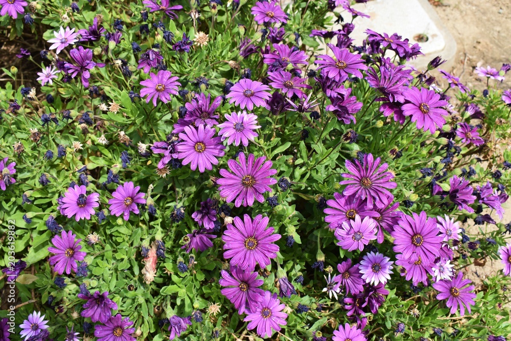 Obraz premium purple African daisies in full bloom on a spring day and planted as a ground cover.