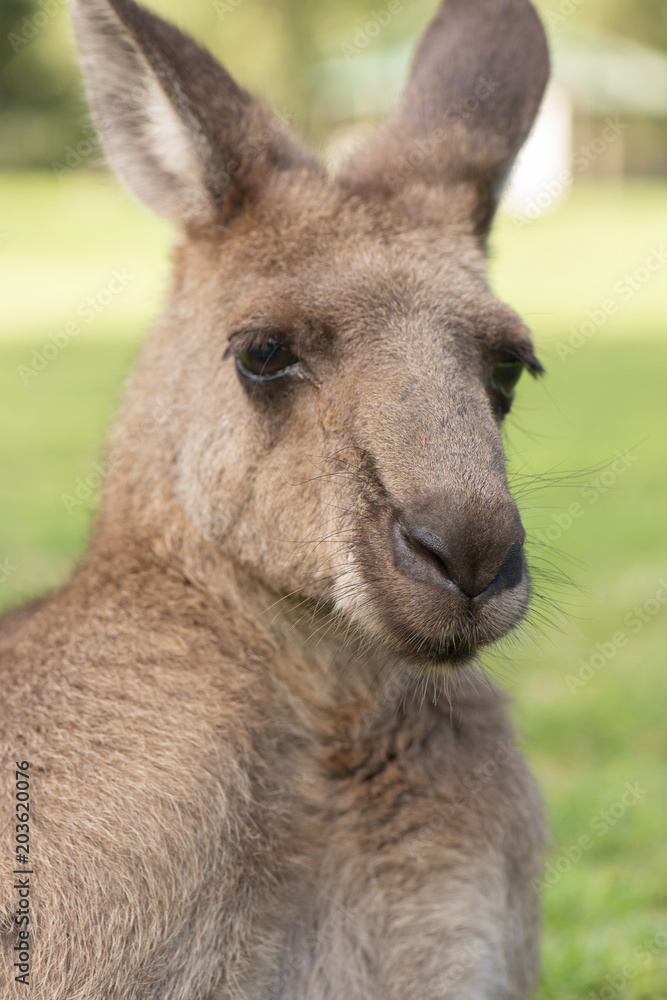 Kangaroo outside during the day time.