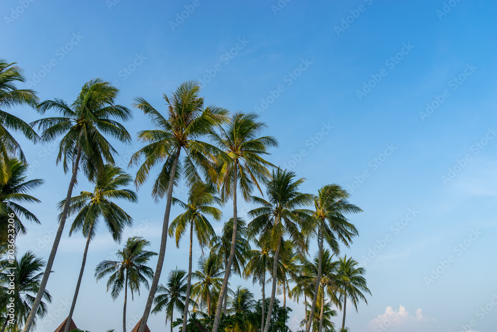 coconut trees on blue sky background