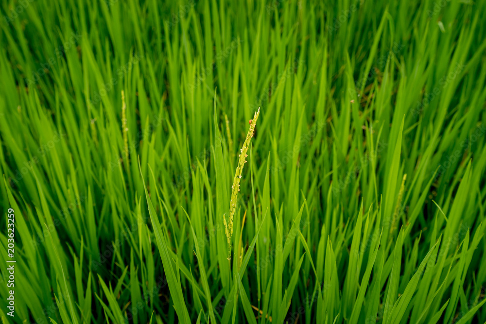 first single of ear of paddy rice on green rice fields