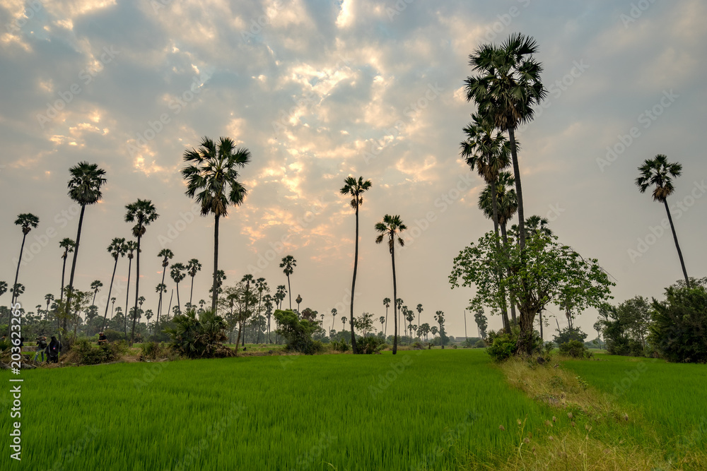 rice fields and palm trees on evening sky