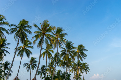 coconut trees on blue sky background