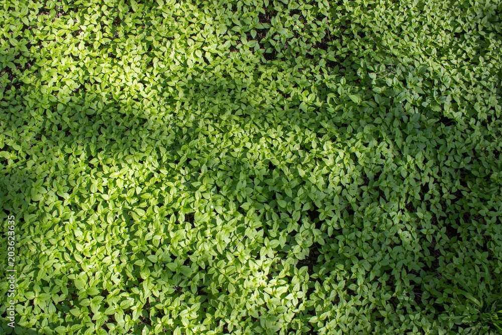 A pattern of green leaves of plants. View from above.