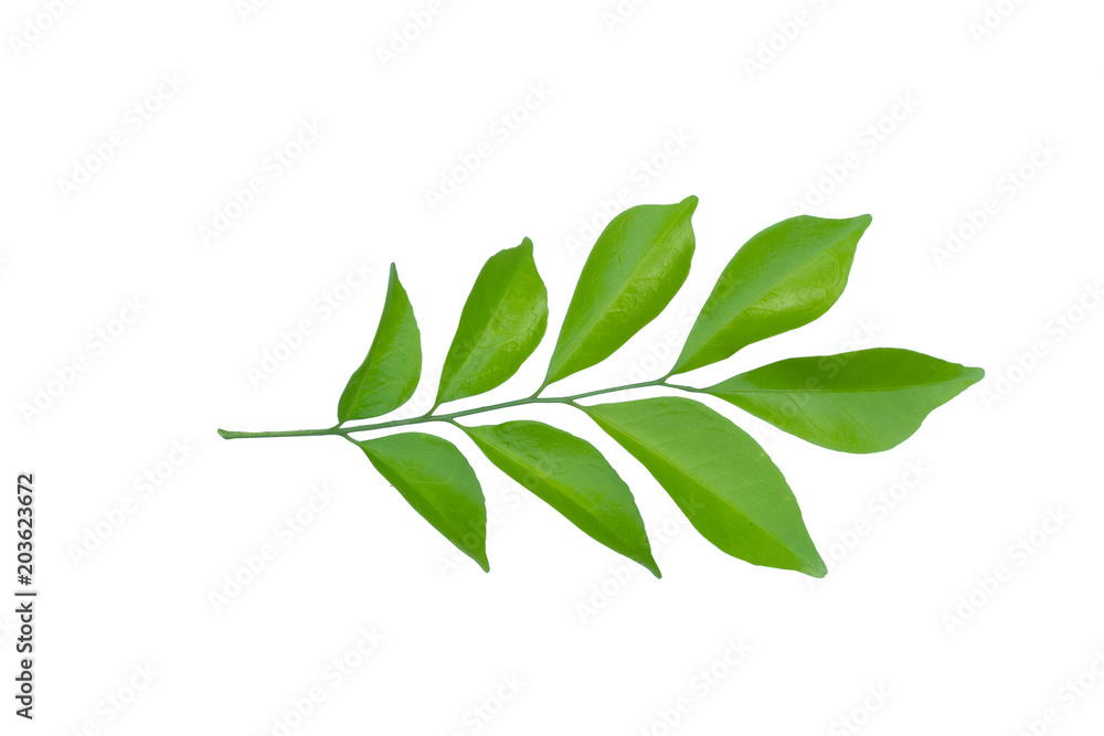 collection of green tree leaves isolated on white background