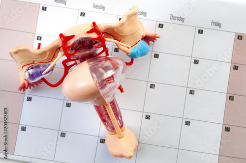 Woman or women wellness, pelvic exam and gynecological or ob-gyn appointment concept with a medical model of the female reproductive system on top of a calendar with copy space