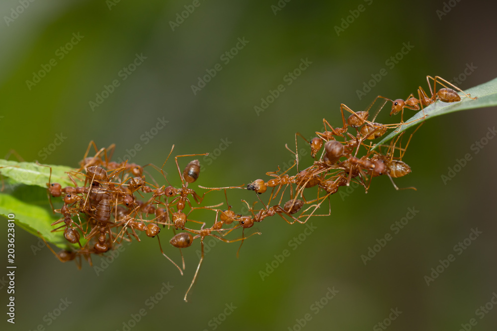 Ant action standing.Ant bridge unity team,Concept team work together Ant action standing.Ant bridge unity team,Concept team work together
