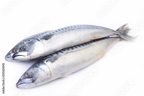Fish mackerel