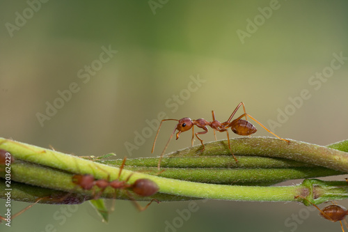 Ant action standing on green blur background,design for natural background © frank29052515