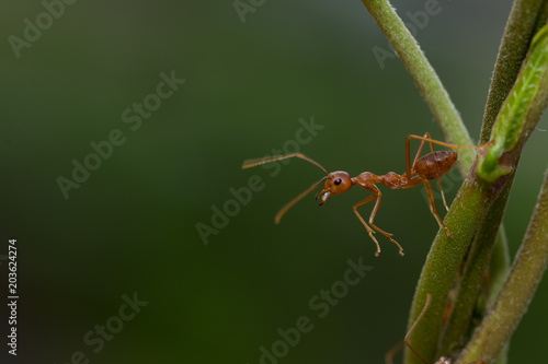 Wallpaper Mural Ant action standing on green blur background,design for natural background Torontodigital.ca