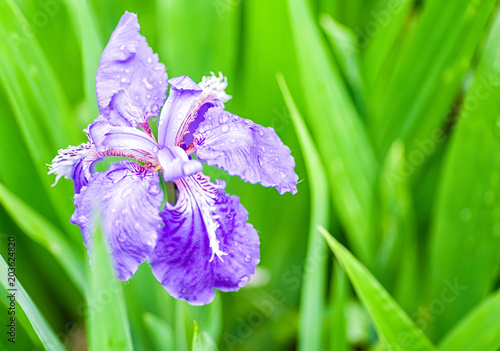 Fototapeta Naklejka Na Ścianę i Meble -  purple gladdon flower blooming in spring on green leaves background