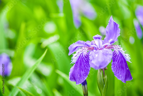 Fototapeta Naklejka Na Ścianę i Meble -  purple gladdon flower blooming in spring on green leaves background