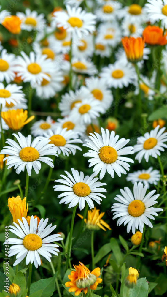 daisies in a meadow blossomed among the yellow flowers daisies in a meadow blossomed among the yellow flowers