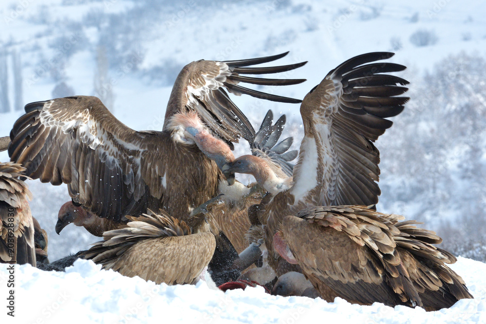 Fototapeta premium Griffon Vultures Eating in Winter