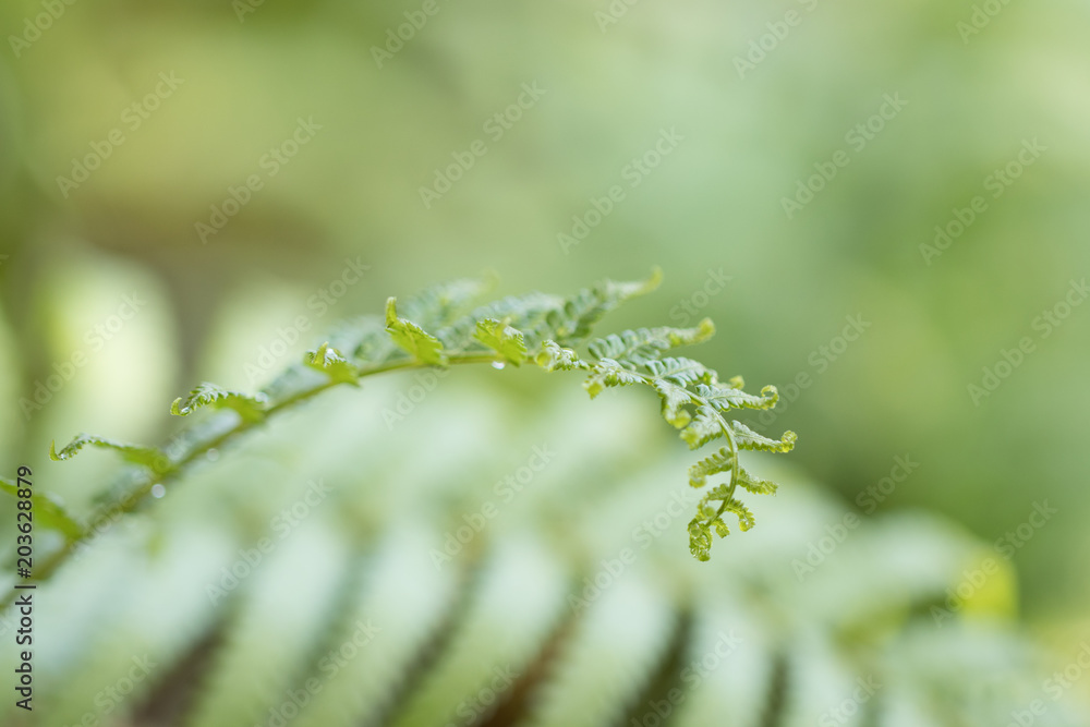 Green leave on blur background Green leave on blur background