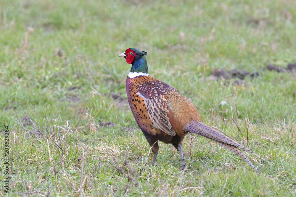 Fototapeta premium male pheasant on a field