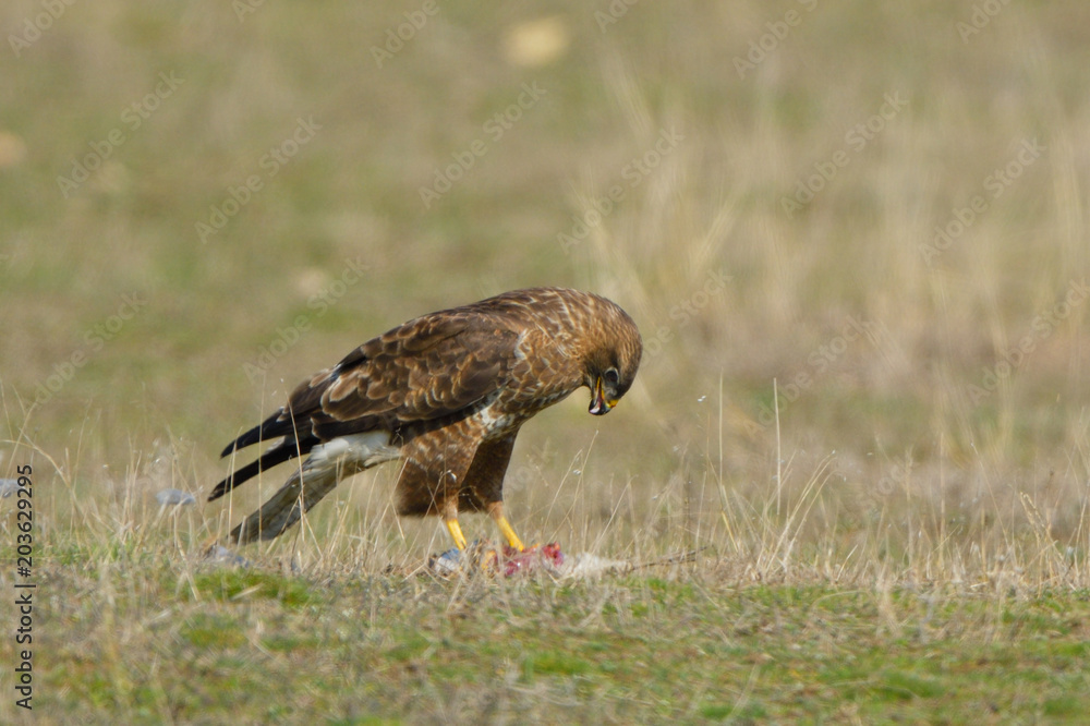 Obraz premium Common Buzzard eating