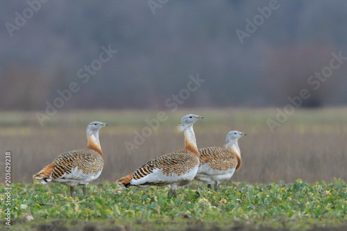 Great Bustard (Otis tarda) on the field in springtime