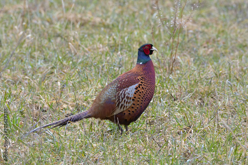 male pheasant on a field