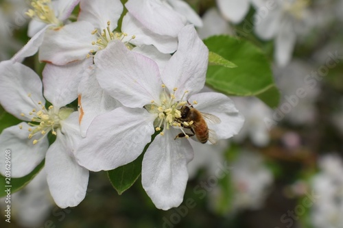 Honey Bee Macro in Springtime, white apple blossom flowers close up, bee collects pollen and nectar. Apple tree buds, spring background in South Jordan, Utah, USA.