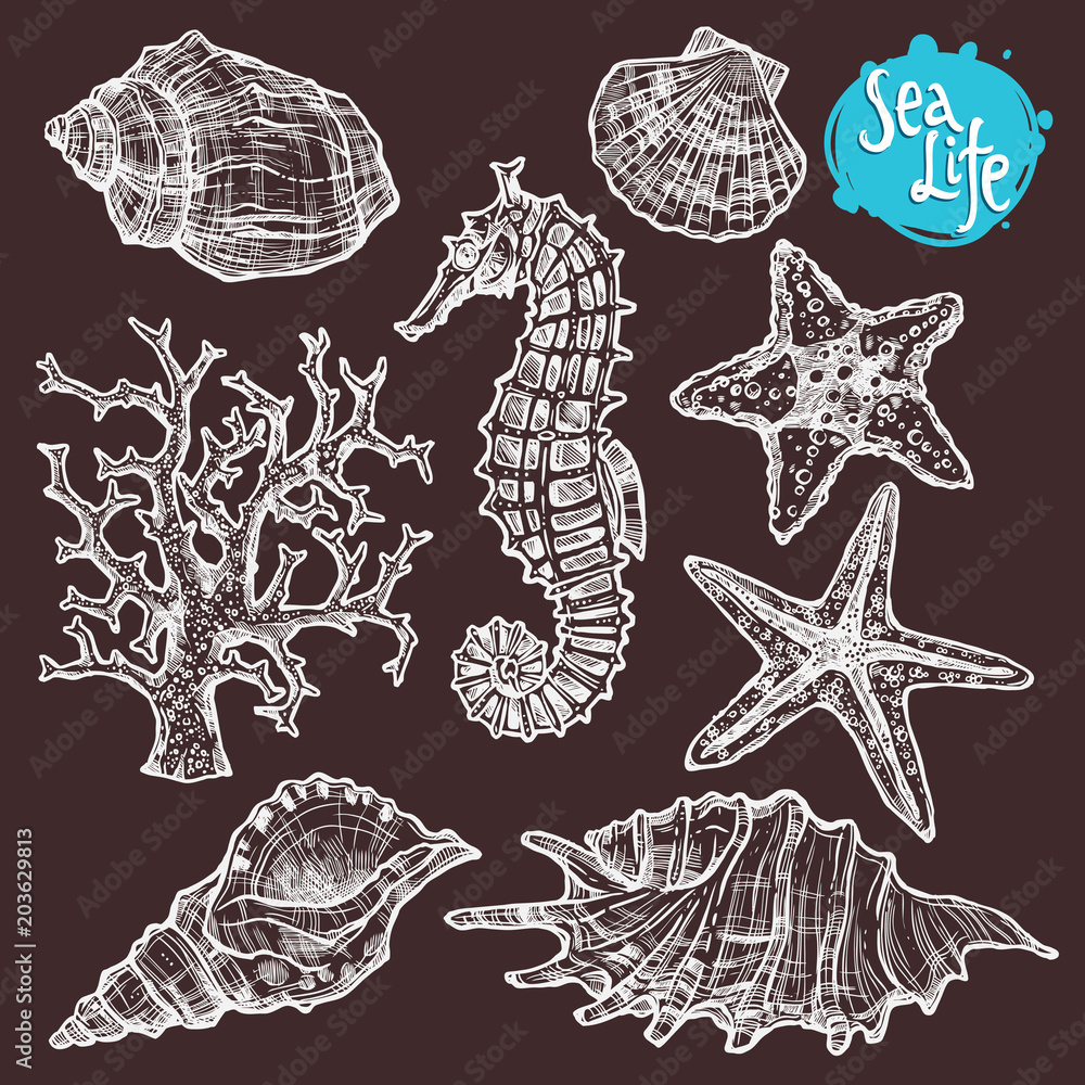 Hand Drawn Sea Set With Shells, Sea Horse, Starfish And Corals. Sea Life In Sketch Vintage Style On Blackboard