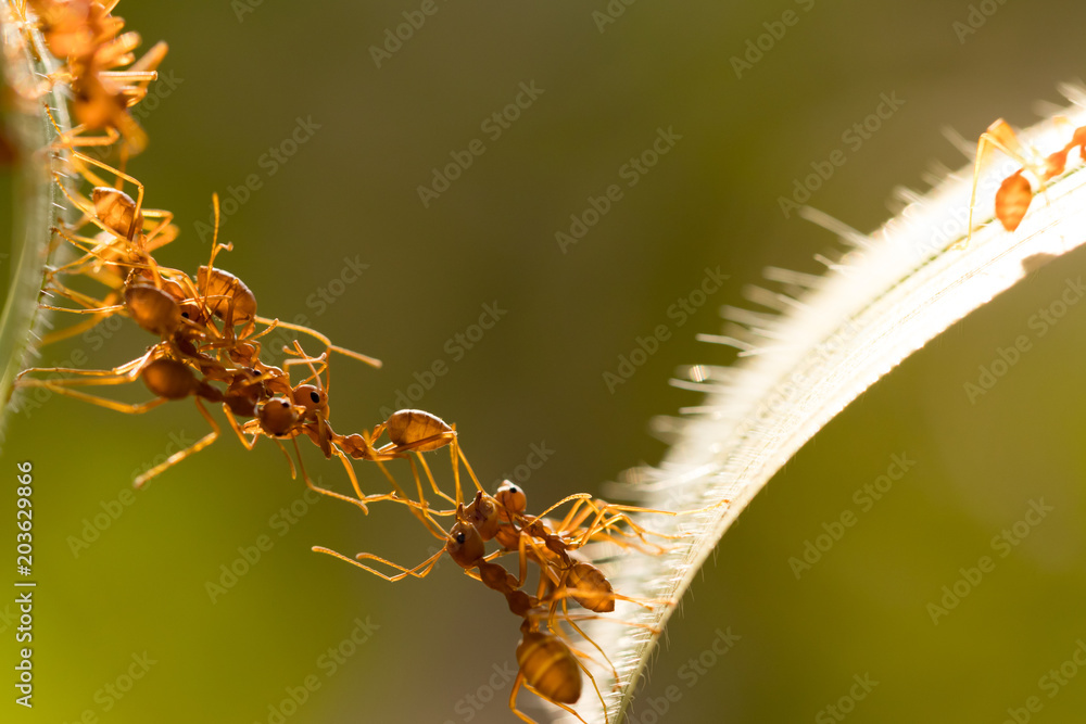 Obraz premium Ant action standing.Ant bridge unity team,Concept team work together