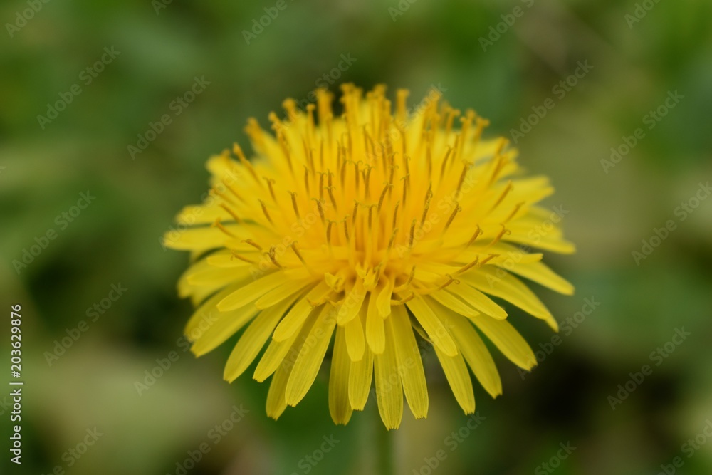 Dandelion Macro close up. Taraxacum is a large genus of flowering plants in the family Asteraceae, which consists of species commonly known as dandelions. In South Jordan, Utah. Dandelion Macro close up. Taraxacum is a large genus of flowering plants in the family Asteraceae, which consists of species commonly known as dandelions. In South Jordan, Utah.