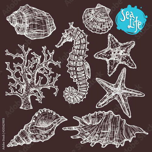 Hand Drawn Sea Set With Shells, Sea Horse, Starfish And Corals. Sea Life In Sketch Vintage Style On Blackboard