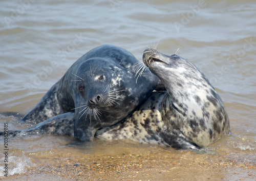 Grey seals playing by Horsey Beach, Norfolk