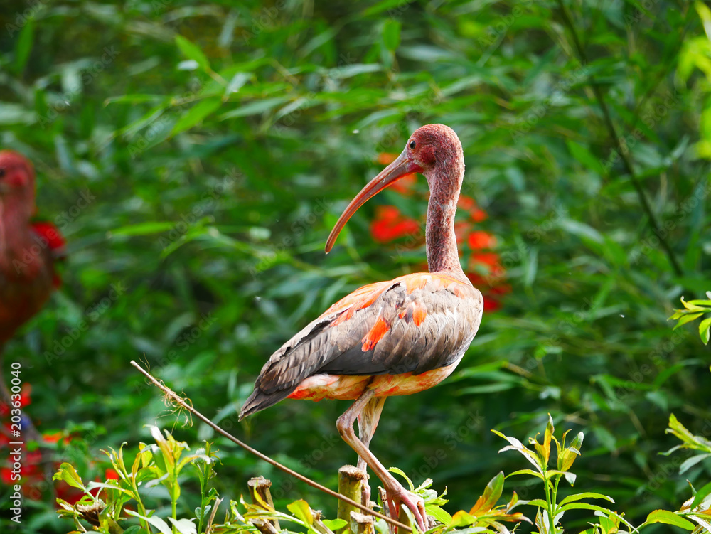 Fototapeta premium Ibis