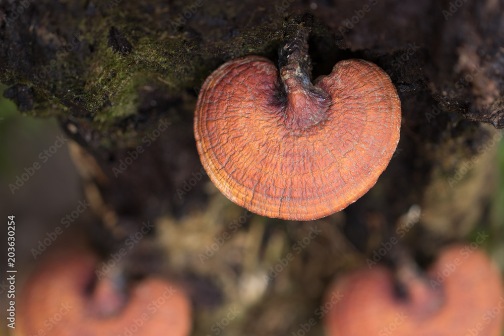 Lingzhi mushroom growing on trees,Herb plant for alternative medicine Lingzhi mushroom growing on trees,Herb plant for alternative medicine