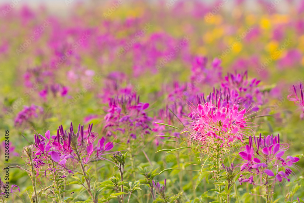 Obraz premium Spider flower in the garden