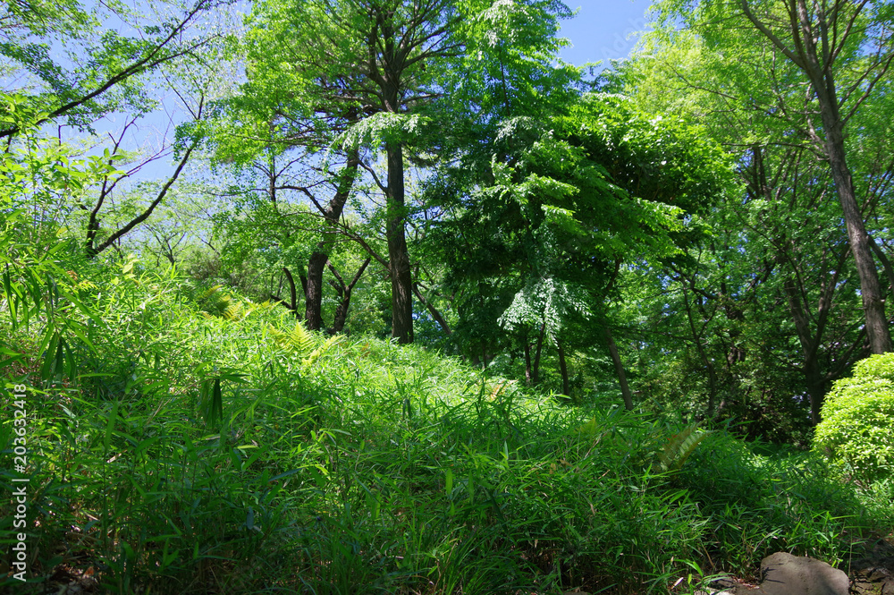 Fototapeta premium 公園の風景